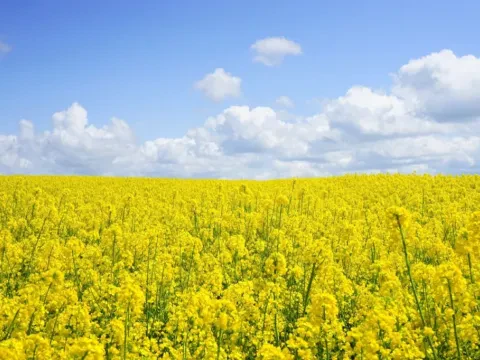 Рапс яровой