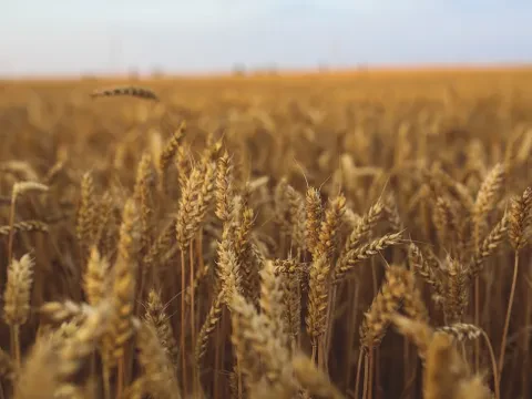 Куплю пшеницу 3 класса