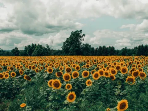 Сатып аламын: күнбағыс