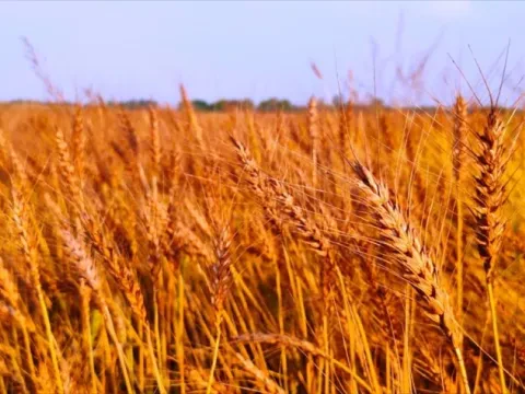 Пшеница твердая яровая (дурум)