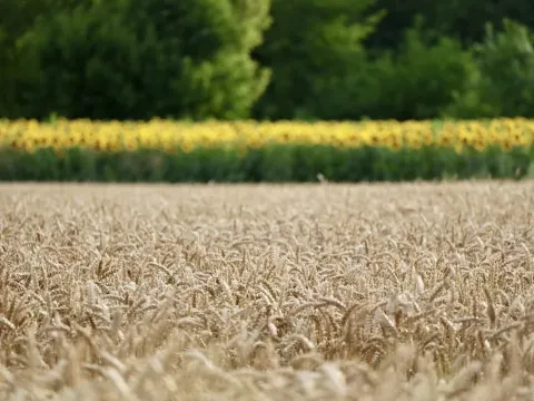 Пшеница озимая фуражная