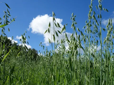 Сұлы, жемдік